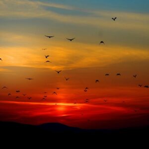Atardecer y Parvada