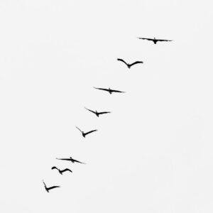 Aves en Vuelo Blanco