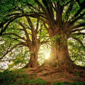 Árbol Antiguo