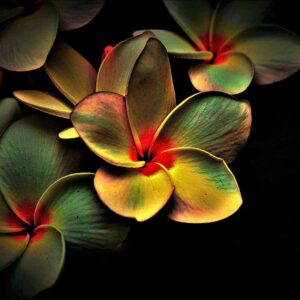 Blossoms