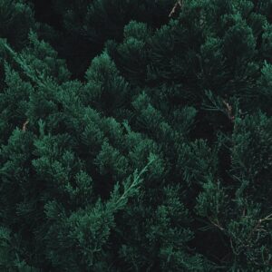 Bosque