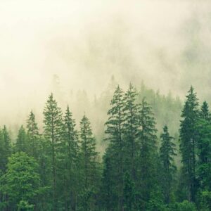 Bosque Nublado