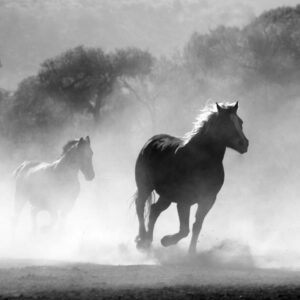 Caballos en Negro
