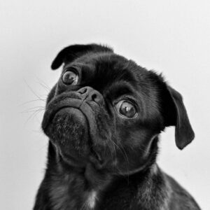 Charles Pug Negro