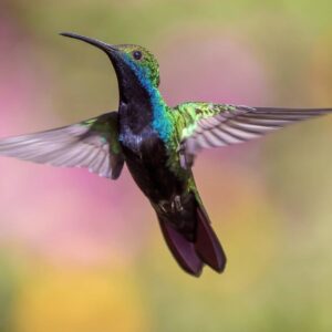 Colibrí en Vuelo