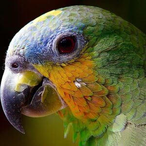Cotorro Verde
