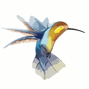 Dibujo Colibrí