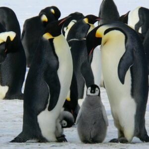 Familia de Pingüinos