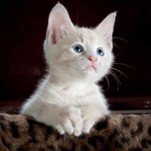 Gato Blanco