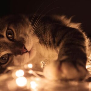 Gato de Luces