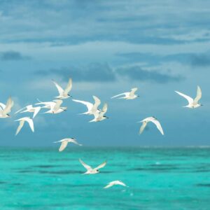 Gaviotas en Vuelo