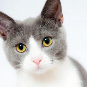 Grey Cat