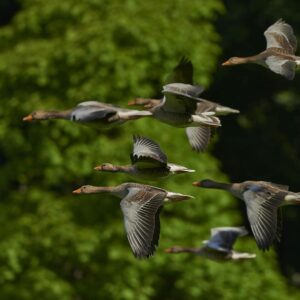 Parvada de Patos