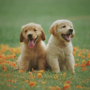 Pequeños Retrievers