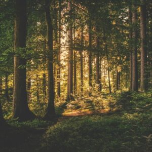 Umbral en el Bosque