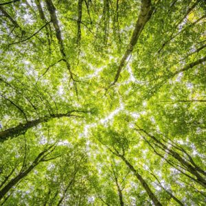 Una Mirada al Cielo Verde