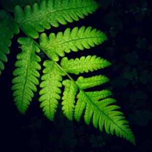 Verde Intenso
