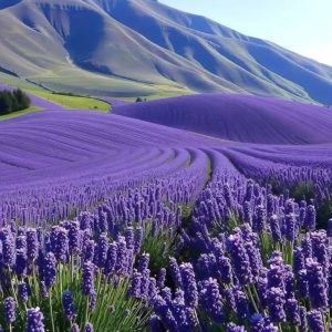 Lavanda y montañas